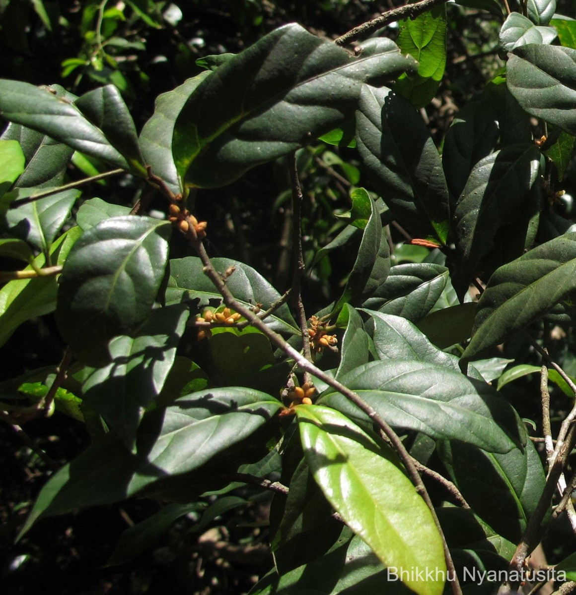 Isonandra lanceolata Wight